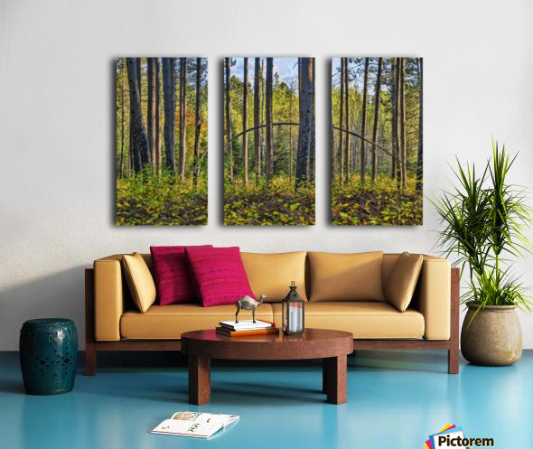 Stand of Trees Split Canvas print