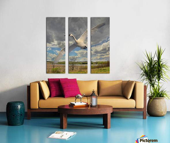Swan on the Wing Split Canvas print
