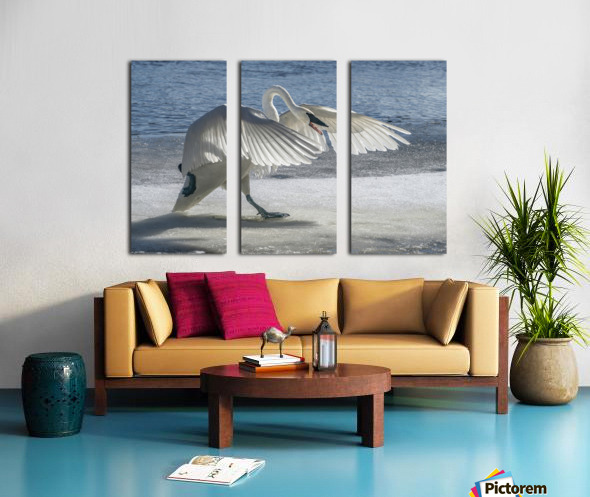 Swan on Guard Split Canvas print