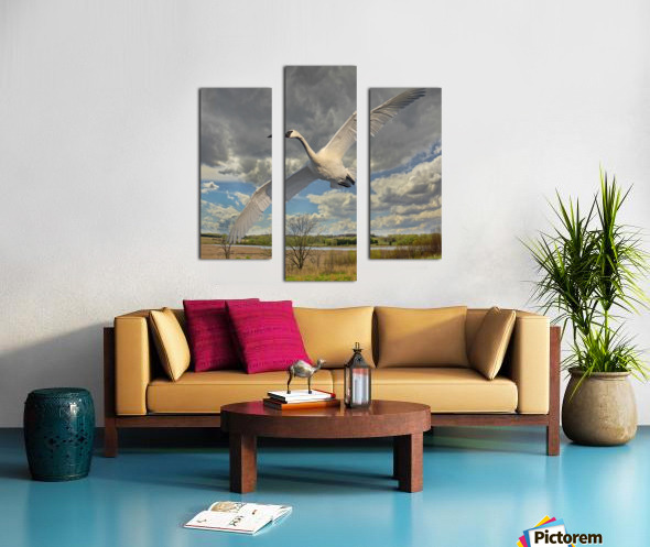 Swan on the Wing Canvas print