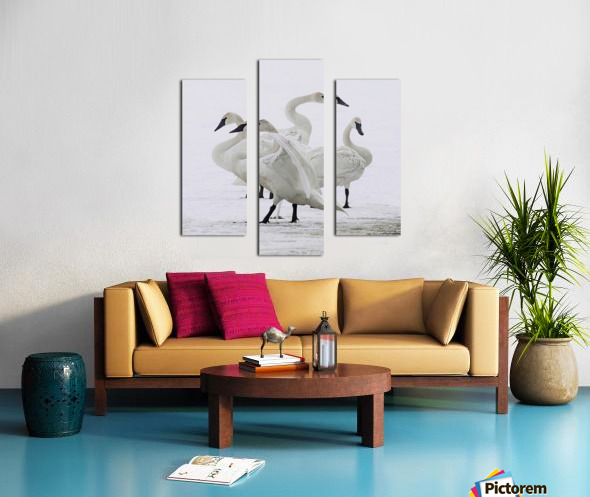 Swan group  Canvas print