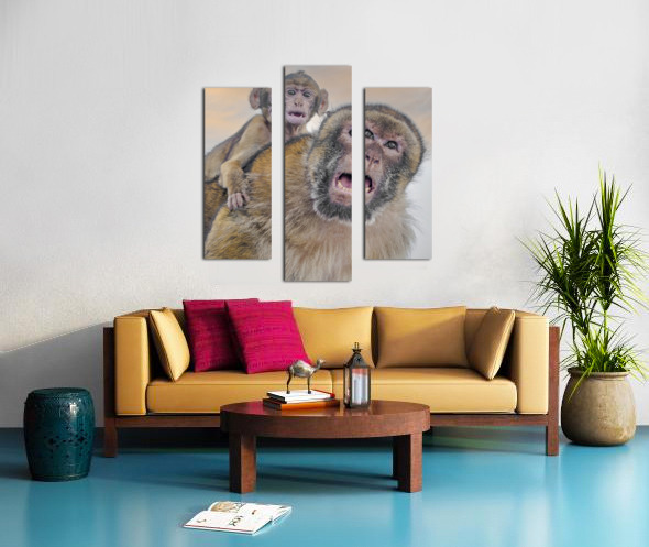  Barbary Macaques Monkey Canvas print