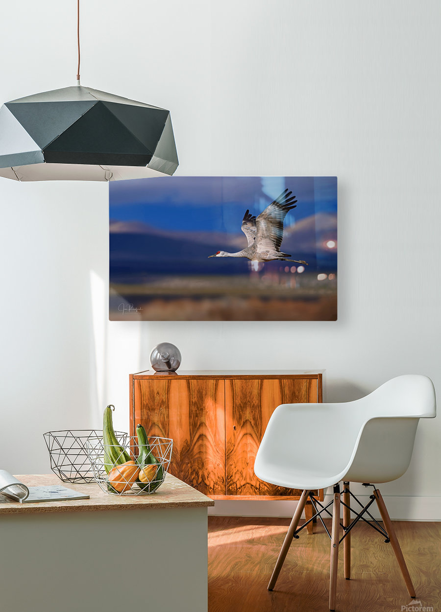 Crane over the Bosque  HD Metal print with Floating Frame on Back