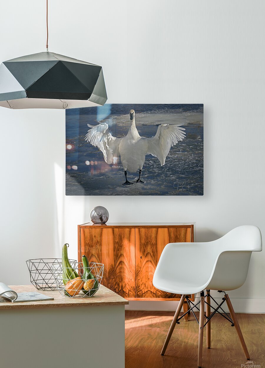 Embracing Swan  HD Metal print with Floating Frame on Back