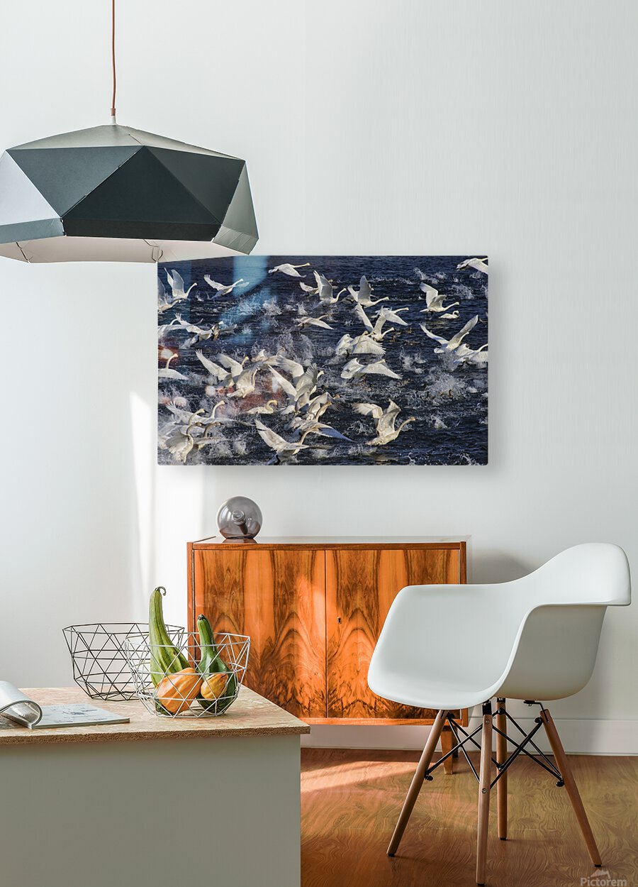 Swan Lift-Off  HD Metal print with Floating Frame on Back