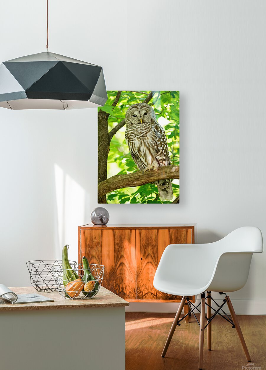 Barred Owl   HD Metal print with Floating Frame on Back