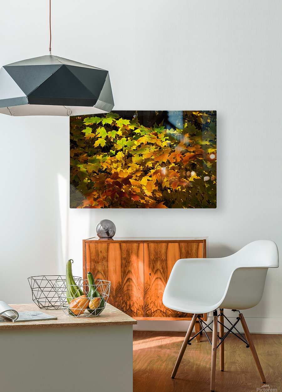 Fall Colors  HD Metal print with Floating Frame on Back