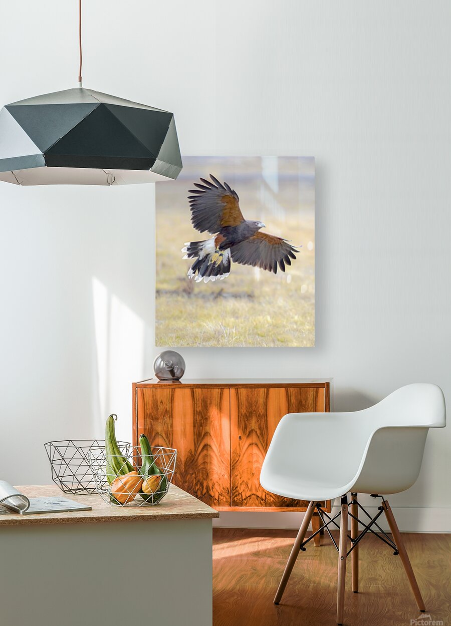Harris hawk on the wing  HD Metal print with Floating Frame on Back