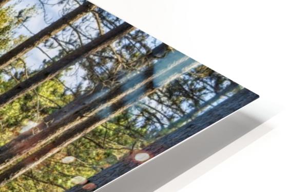 Stand of Trees HD Sublimation Metal print