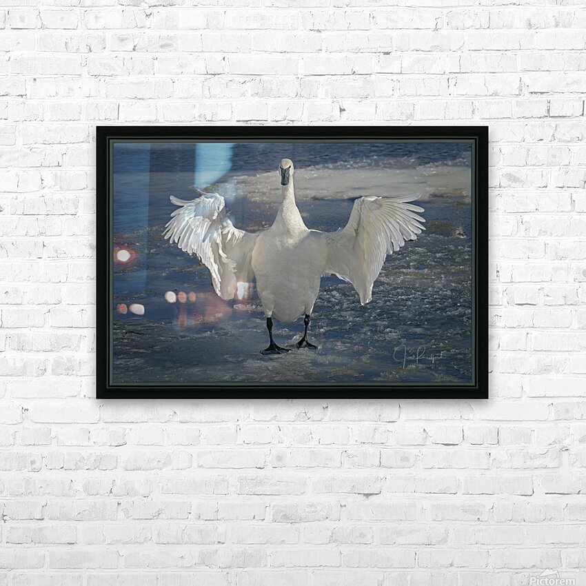 Embracing Swan HD Sublimation Metal print with Decorating Float Frame (BOX)
