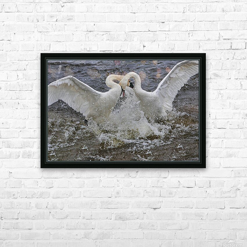 Battling Swans HD Sublimation Metal print with Decorating Float Frame (BOX)