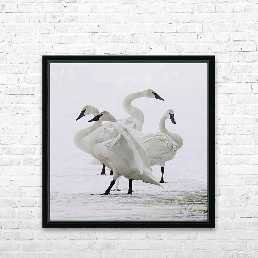 Swan group  HD Sublimation Metal print with Decorating Float Frame (BOX)