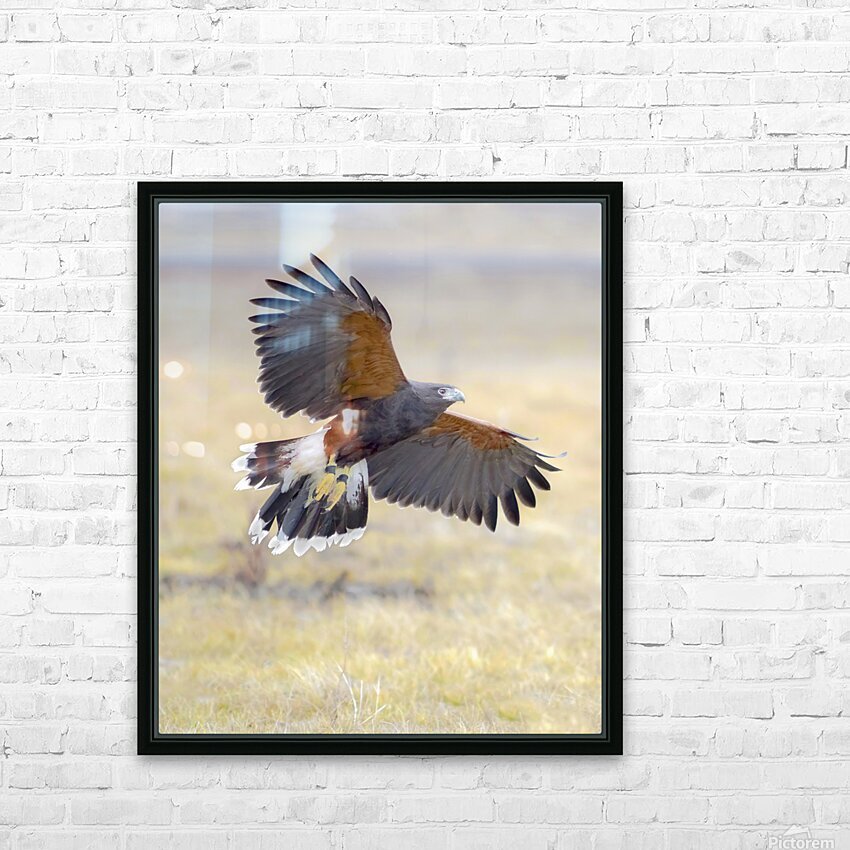Harris hawk on the wing HD Sublimation Metal print with Decorating Float Frame (BOX)