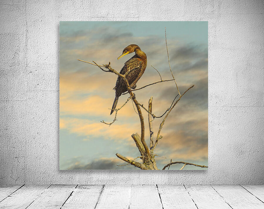 Cormorant at Dusk Wall Preview