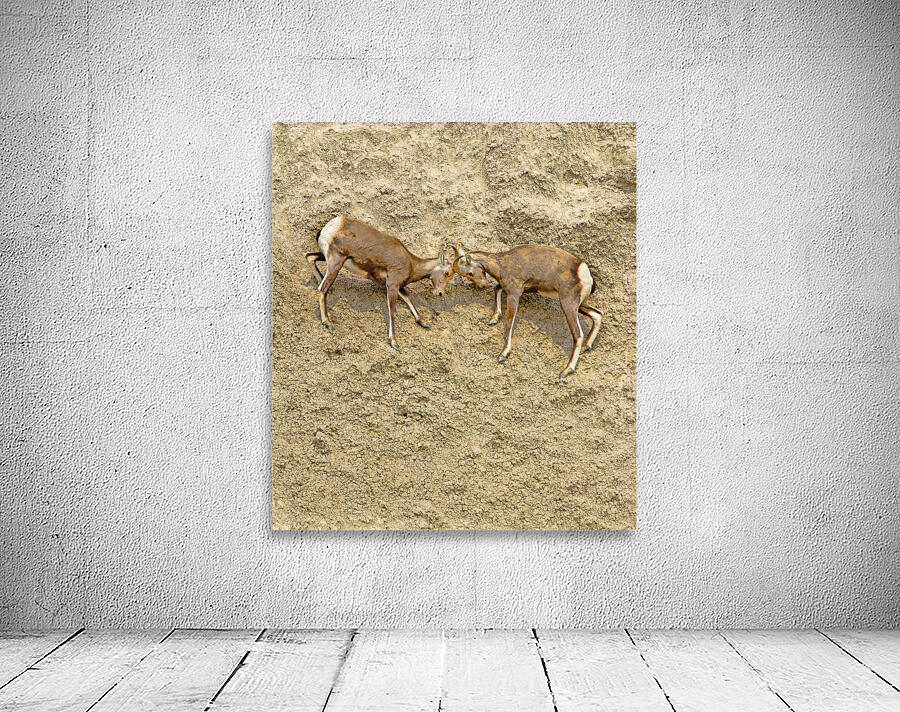 Jousting Big Horn Sheep Wall Preview