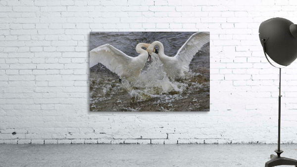 Battling Swans by Jim Radford