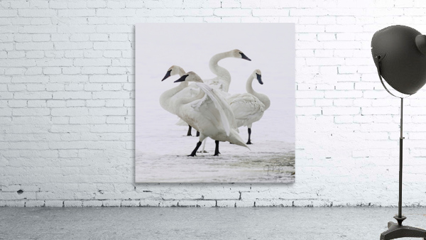Swan group  by Jim Radford