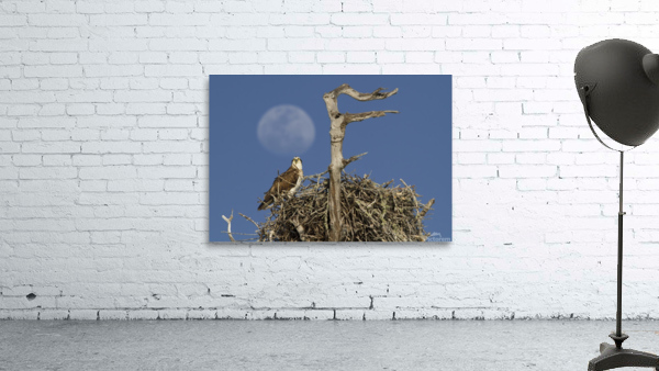 Nesting osprey by Jim Radford