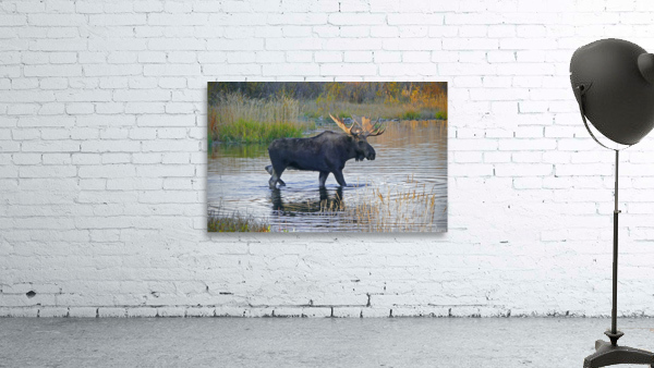 Bull moose in Wyoming by Jim Radford