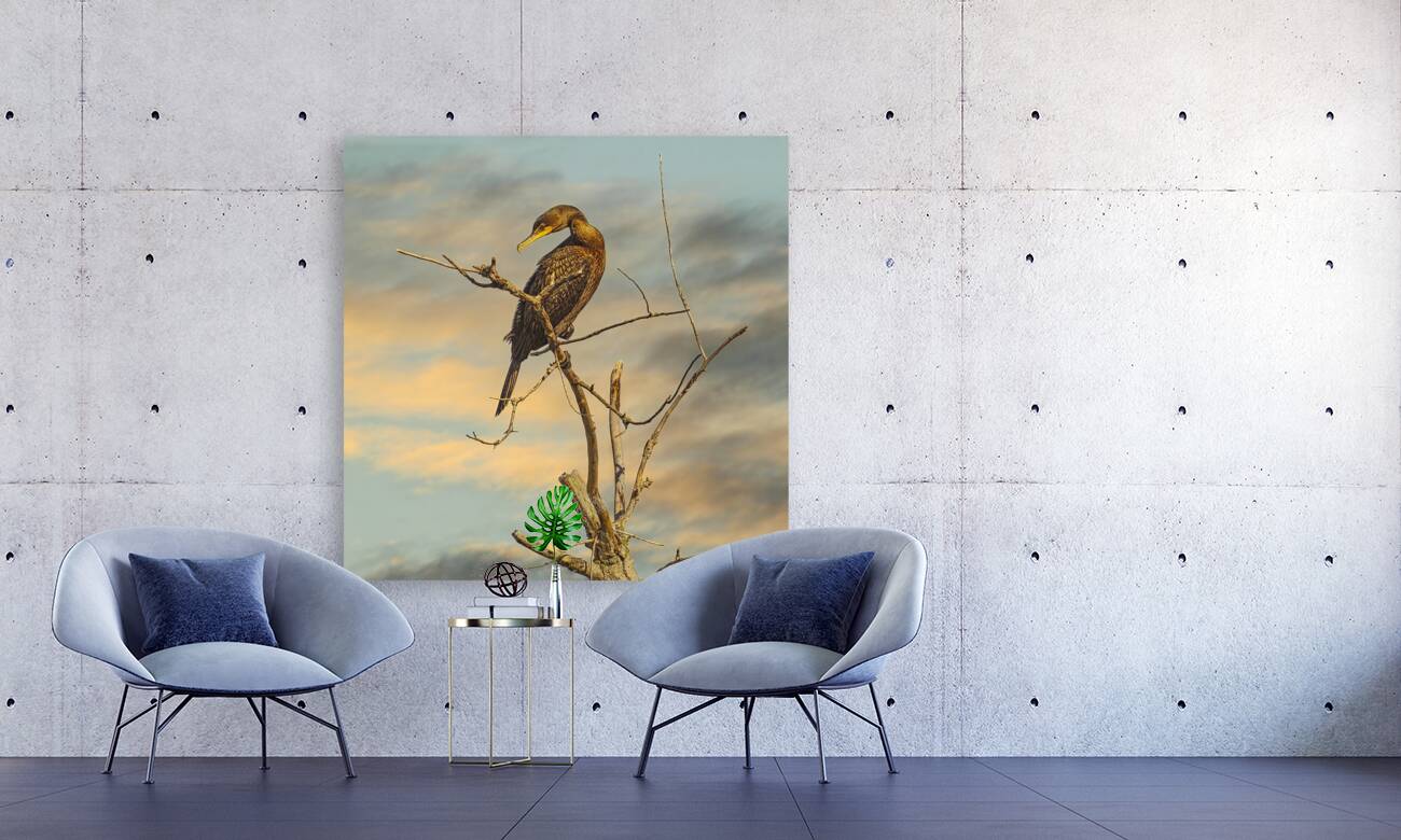 Cormorant at Dusk Reproduction