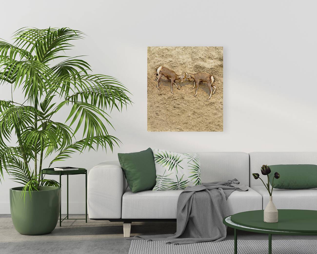 Jousting Big Horn Sheep Reproduction