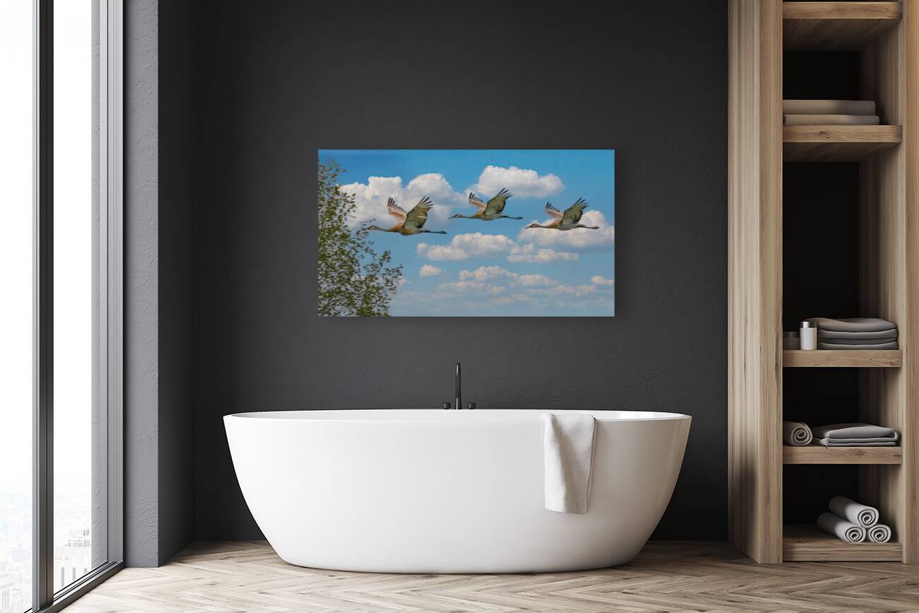 Three cranes a crusin Reproduction