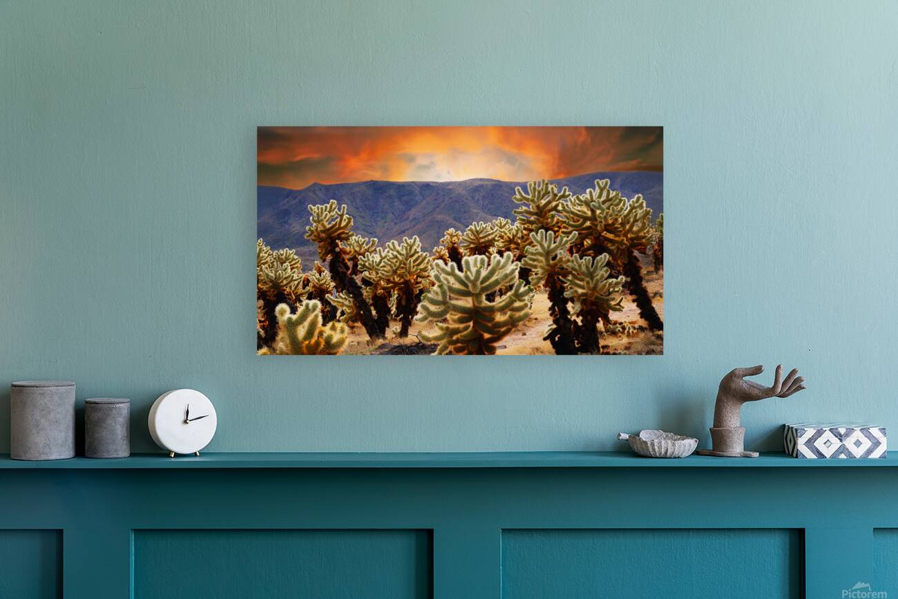 Prickly teddybear cholla Reproduction