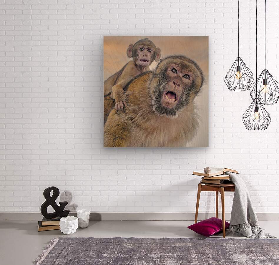  Barbary Macaques Monkey  Wood print