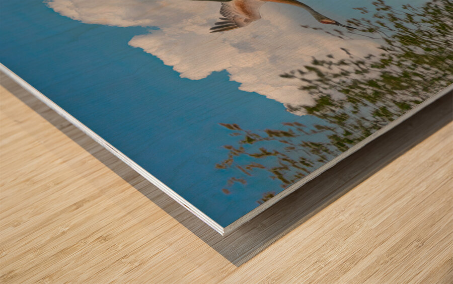 Three cranes a crusin Wood print