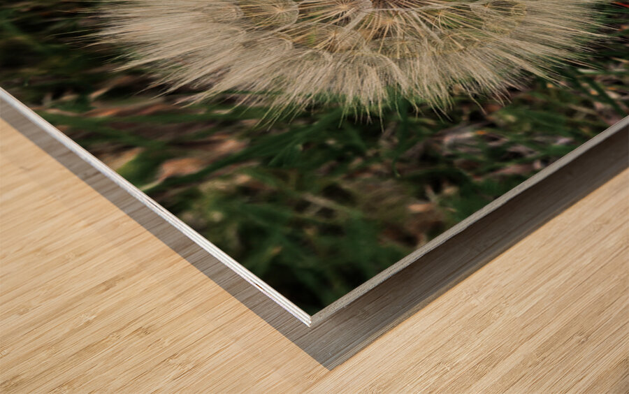 Dandelion Blow-ball Wood print