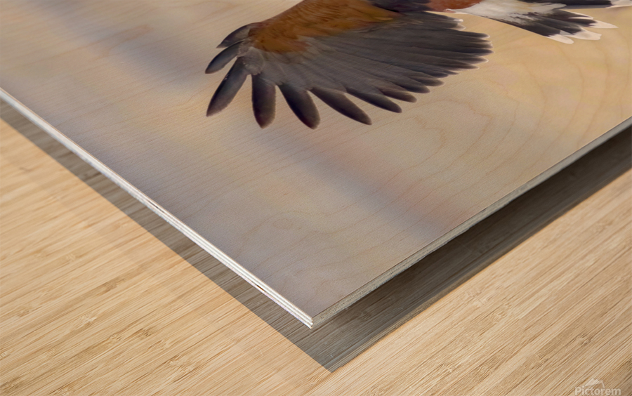 Harris hawk on the wing Wood print