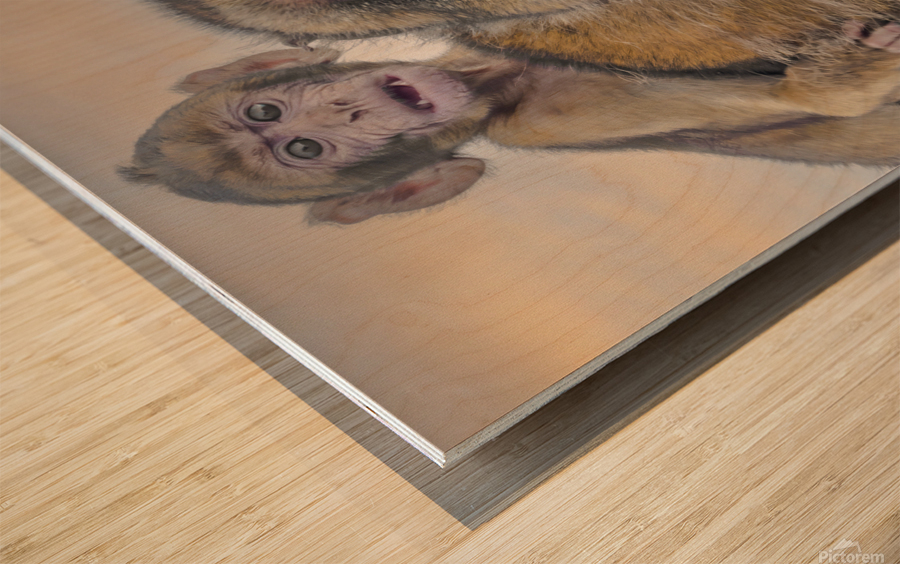  Barbary Macaques Monkey Wood print