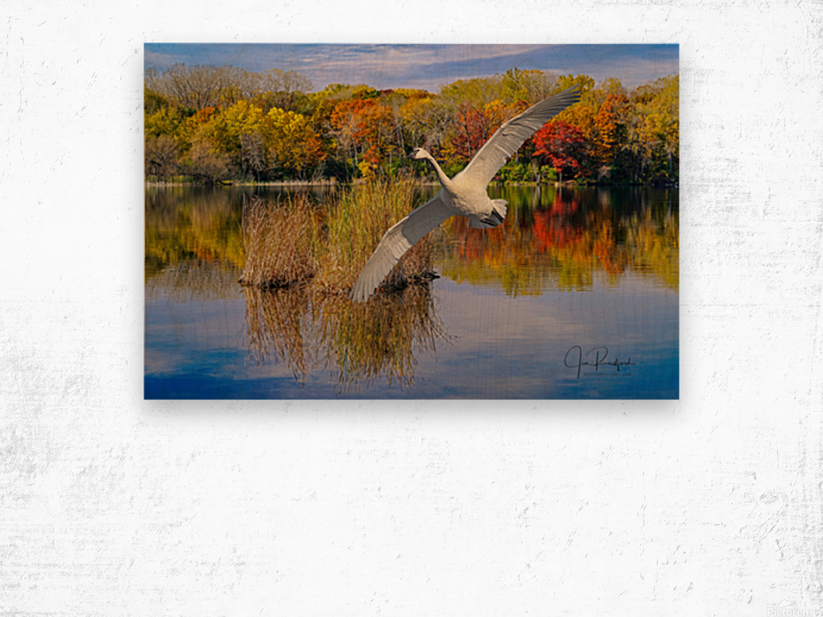 Landing Swan Wood print