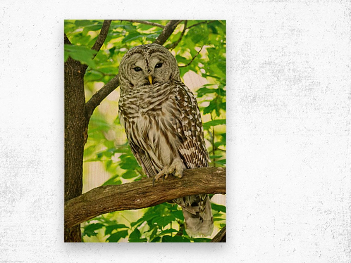 Barred Owl  Wood print