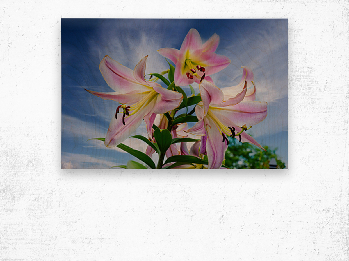 Lucious Lily Wood print