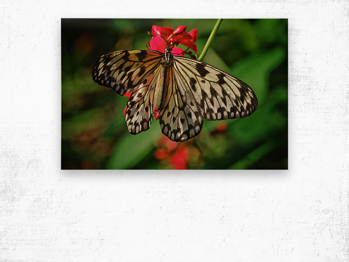 Paper kite butterfly Wood print